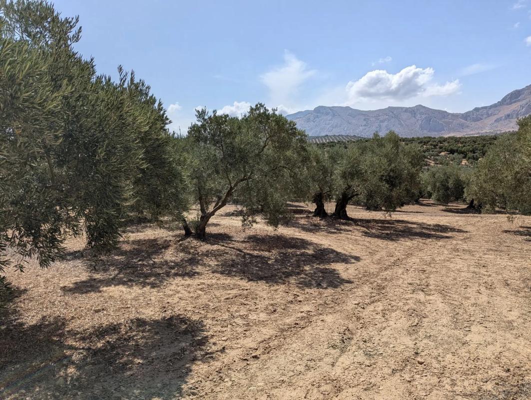 Działka na sprzedaż w Antequera, Malaga photo 4