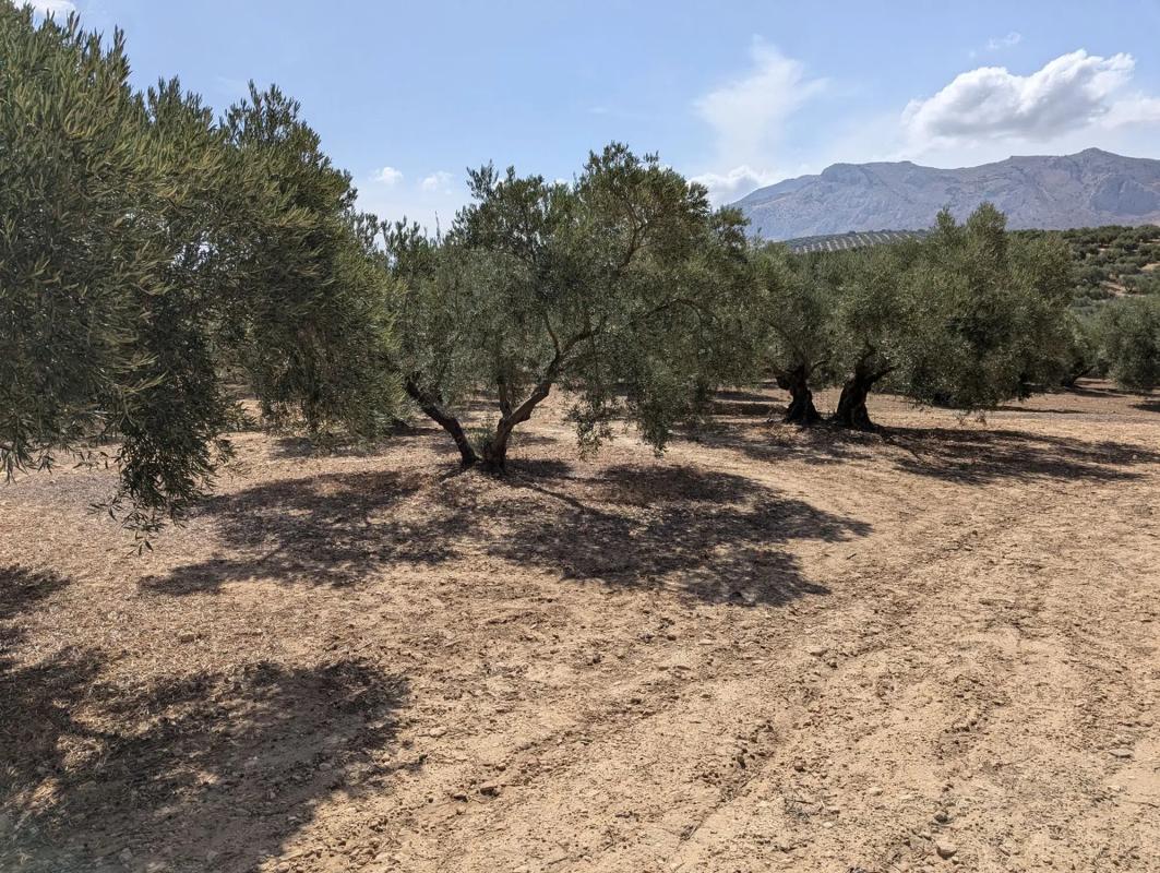 Działka na sprzedaż w Antequera, Malaga photo 5
