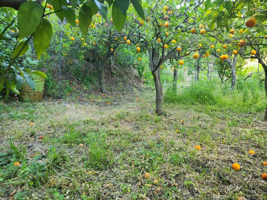 Land for sale in Ojén, Malaga photo 3