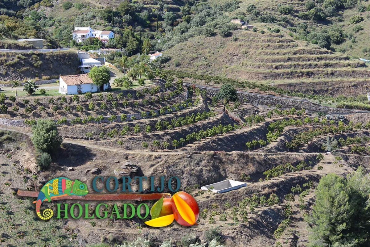 Участок земли на продажу в Фригилиана, Малага photo 4