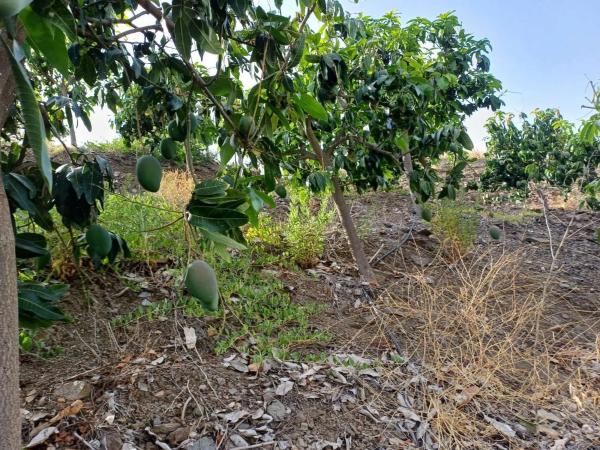 Terreno en Almáchar photo 1