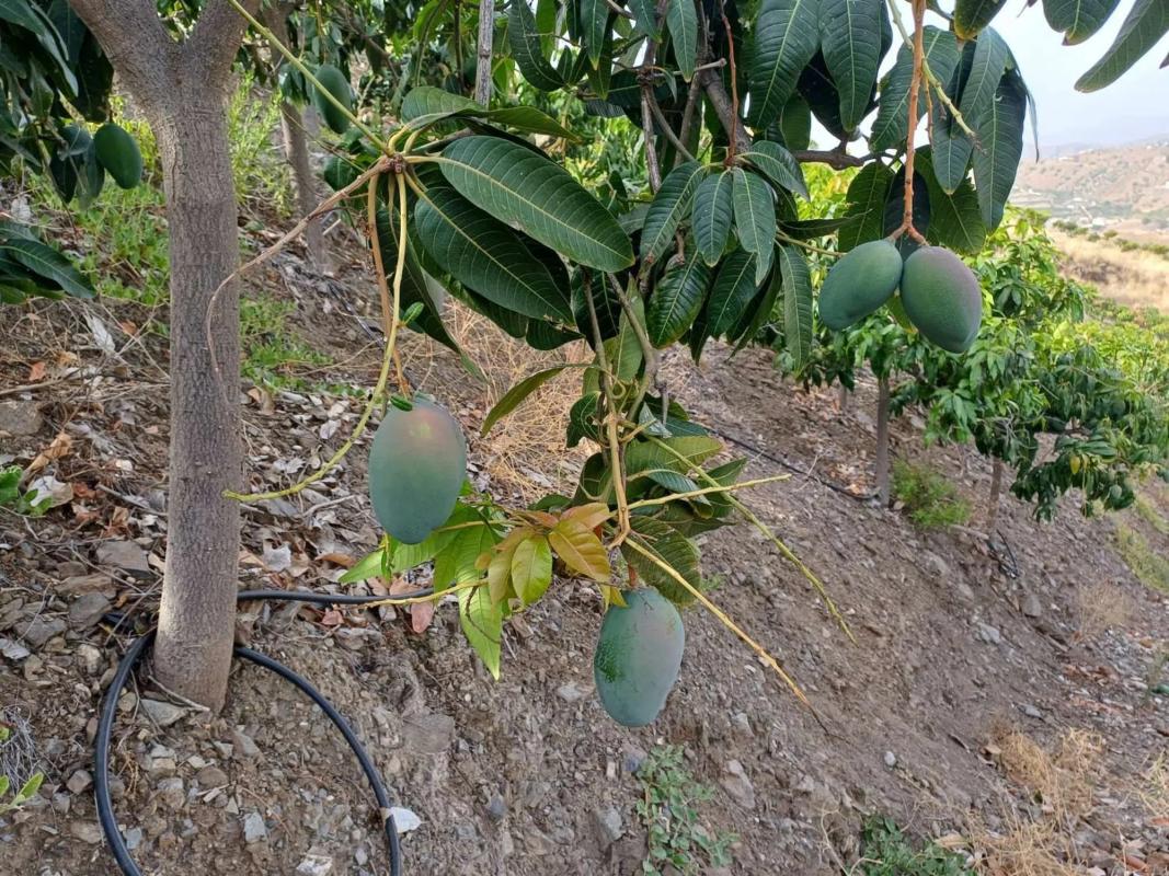 Działka na sprzedaż w Almáchar, Malaga photo 4