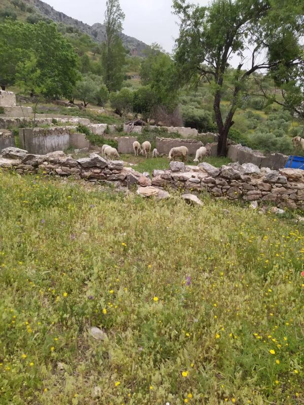 Terreno en venta en Benaojan, Malaga photo 2