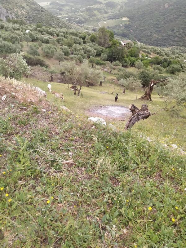 Terreno en venta en Benaojan, Malaga photo 4