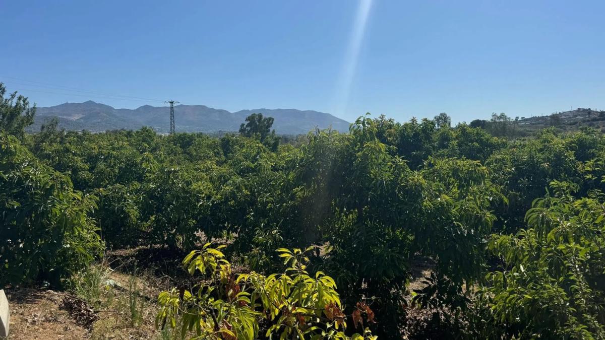 Działka na sprzedaż w Alhaurín de la Torre, Malaga photo 4