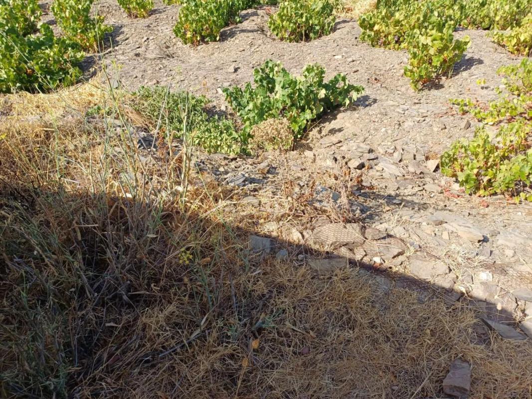 Land for sale in Moclinejo, Malaga photo 1