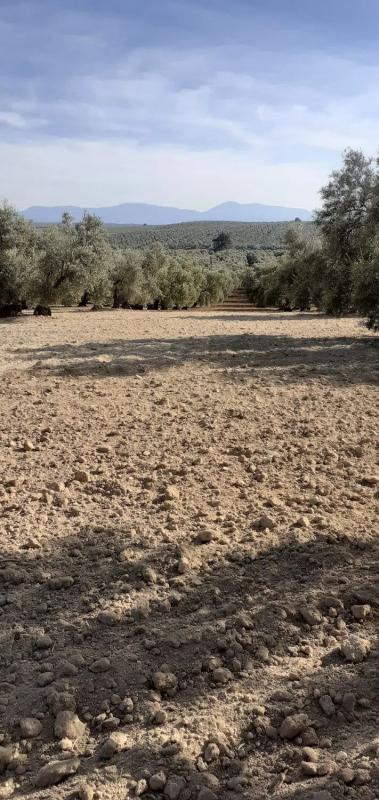 Działka na sprzedaż w Antequera, Malaga photo 1