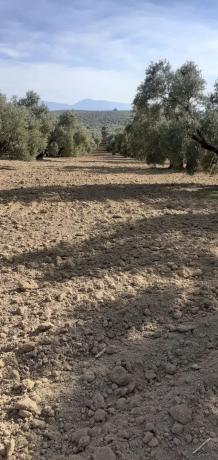Terreno en via Málaga-Córdoba, 2 photo 2