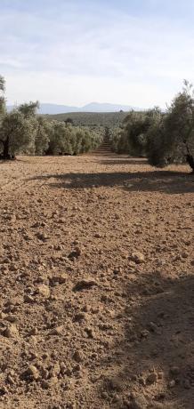 Terreno en via Málaga-Córdoba, 2 photo 4