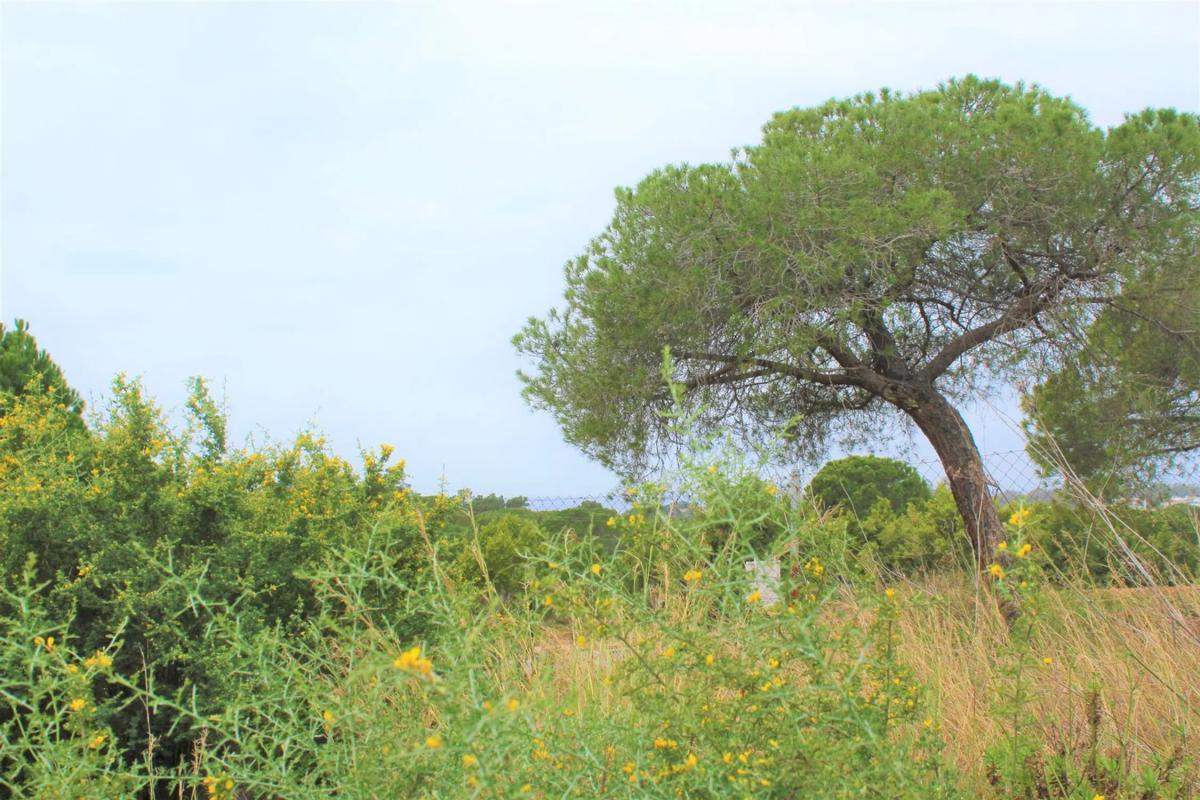 Terreno en venta en Marbella, Malaga photo 1