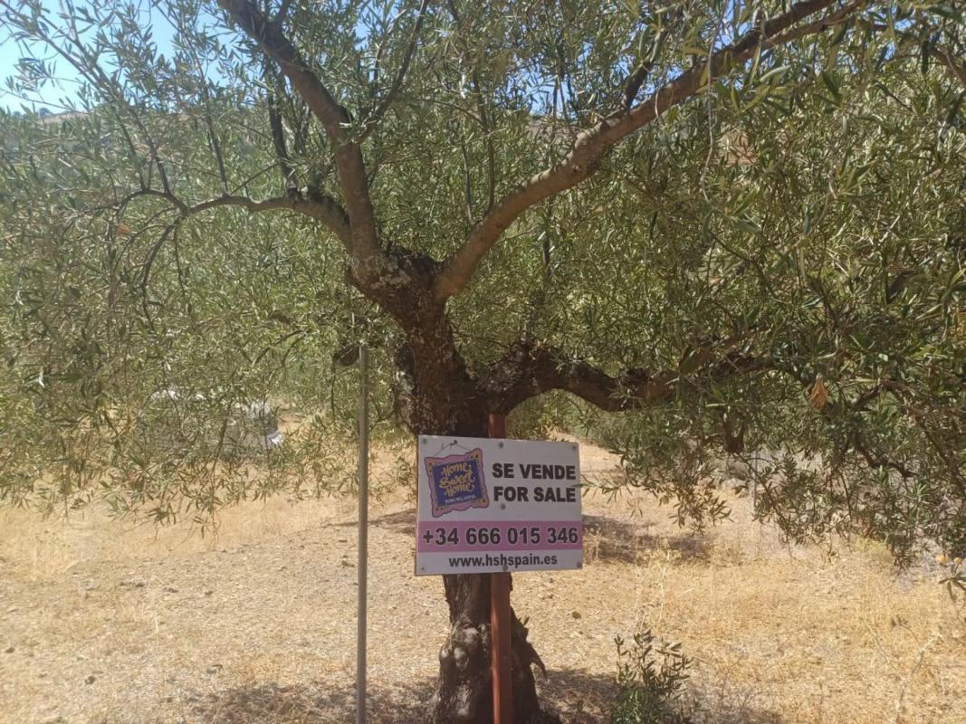 Działka na sprzedaż w Tolox, Malaga photo 3