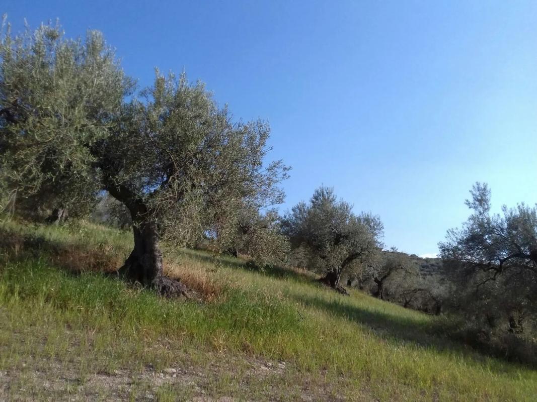 Terreno en venta en Colmenar, Malaga photo 3