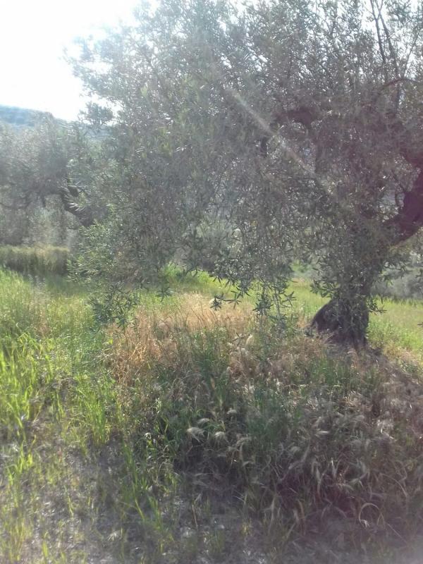 Terreno en venta en Colmenar, Malaga photo 5