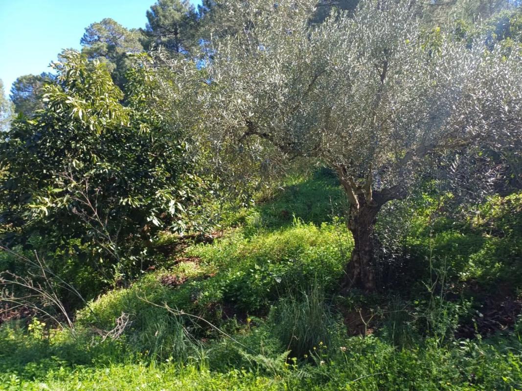Land for sale in Monda, Malaga photo 2