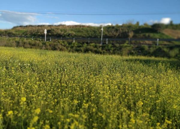 Terreno en de Gibralgaria s/n photo 2