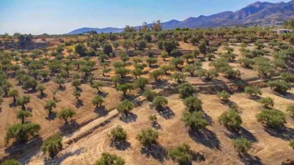 Terreno en Partida Monte Piedad, 33 thumbnail 1
