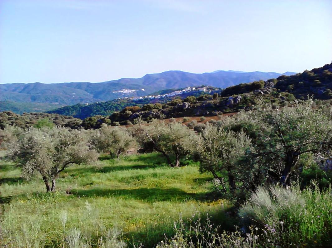 Land for sale in Cartajima, Malaga photo 5