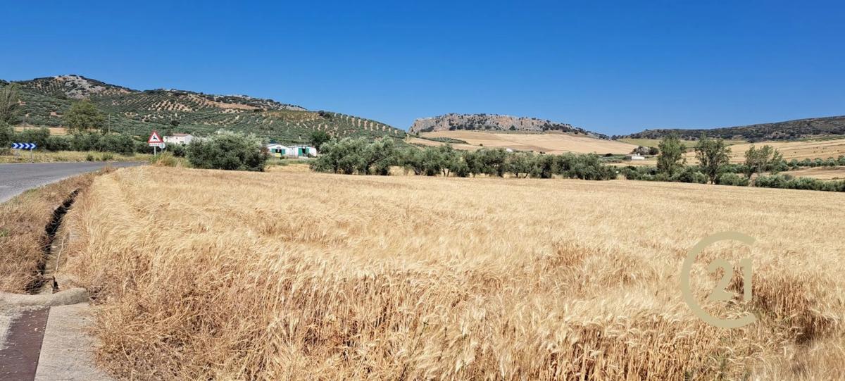 Terreno en venta en Ronda, Malaga photo 4