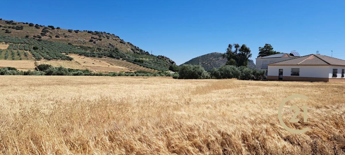 Terreno en venta en Ronda, Malaga photo 5