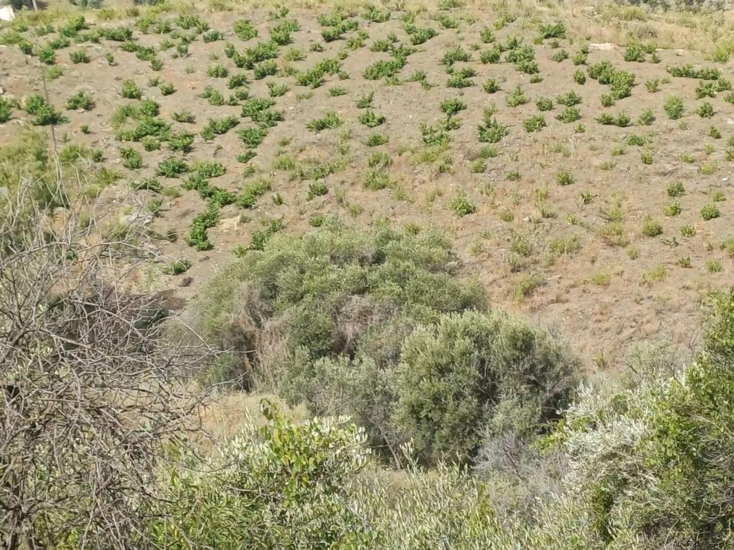 Terreno en venta en Almáchar, Malaga photo 1