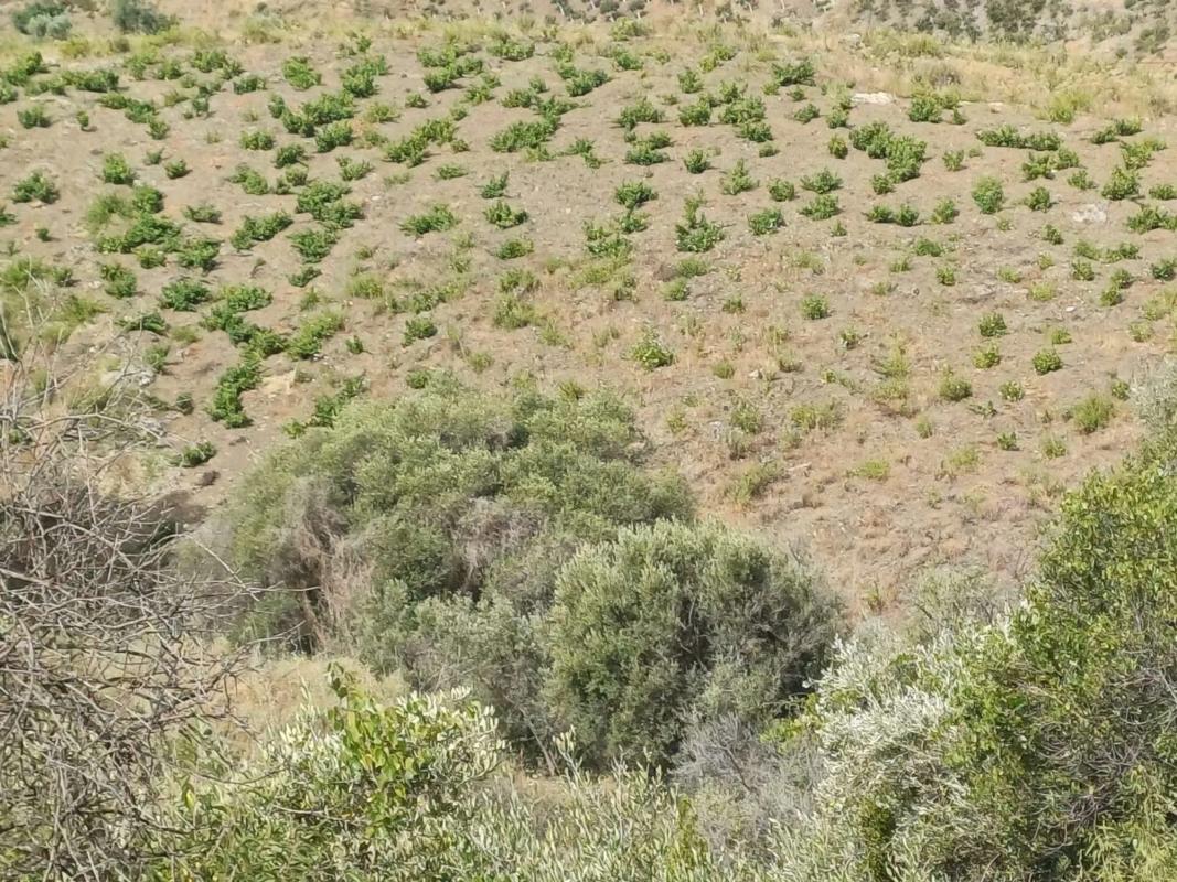 Terreno en venta en Almáchar, Malaga photo 2