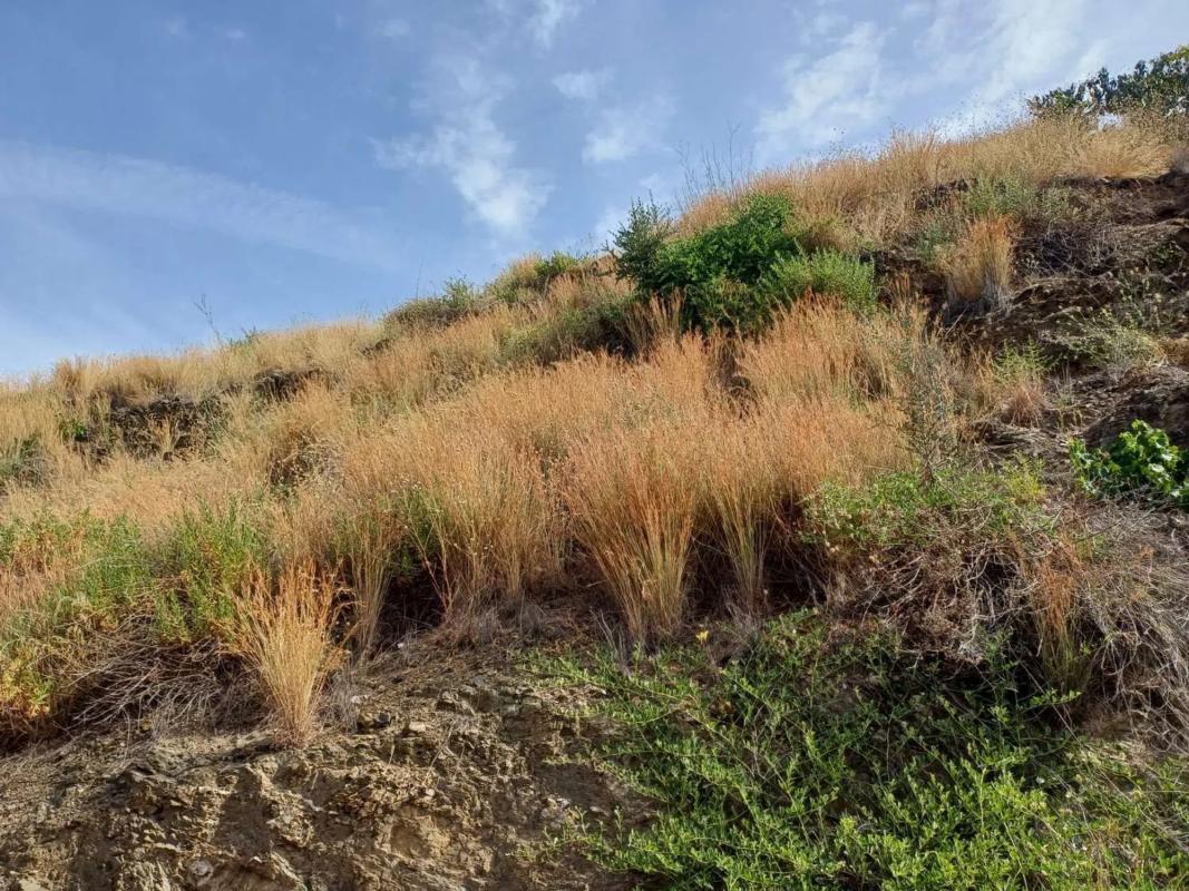 Terreno en venta en Almáchar, Malaga photo 3