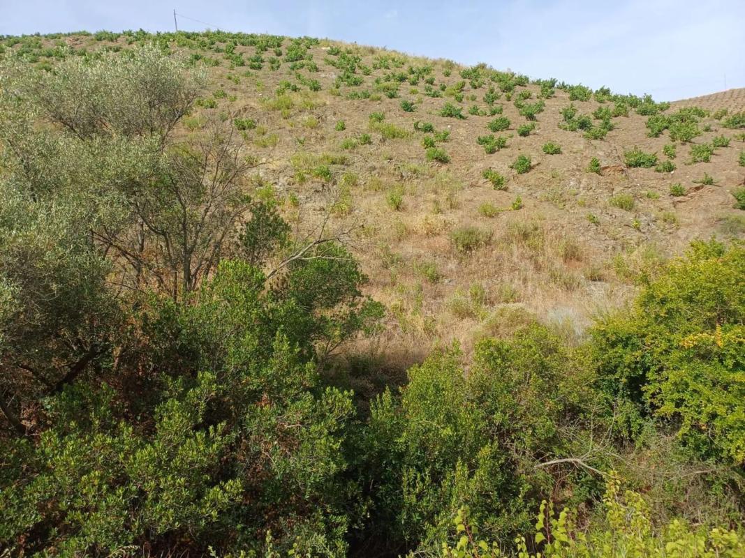 Terreno en venta en Almáchar, Malaga photo 4