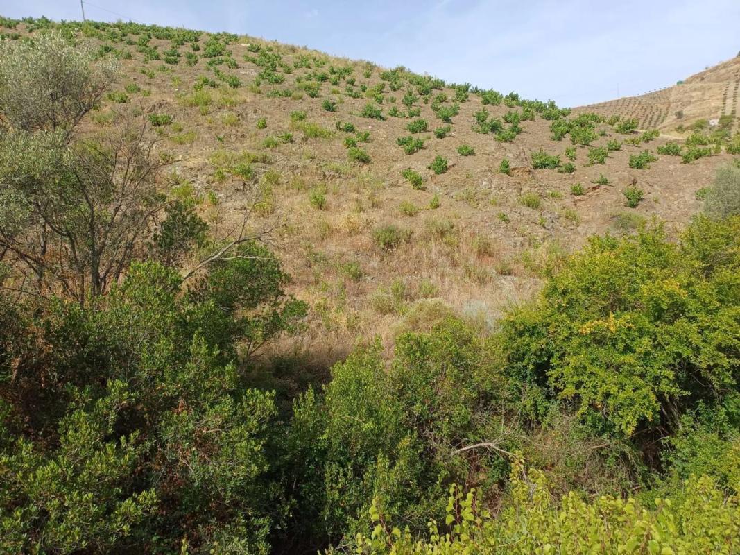 Terreno en venta en Almáchar, Malaga photo 5