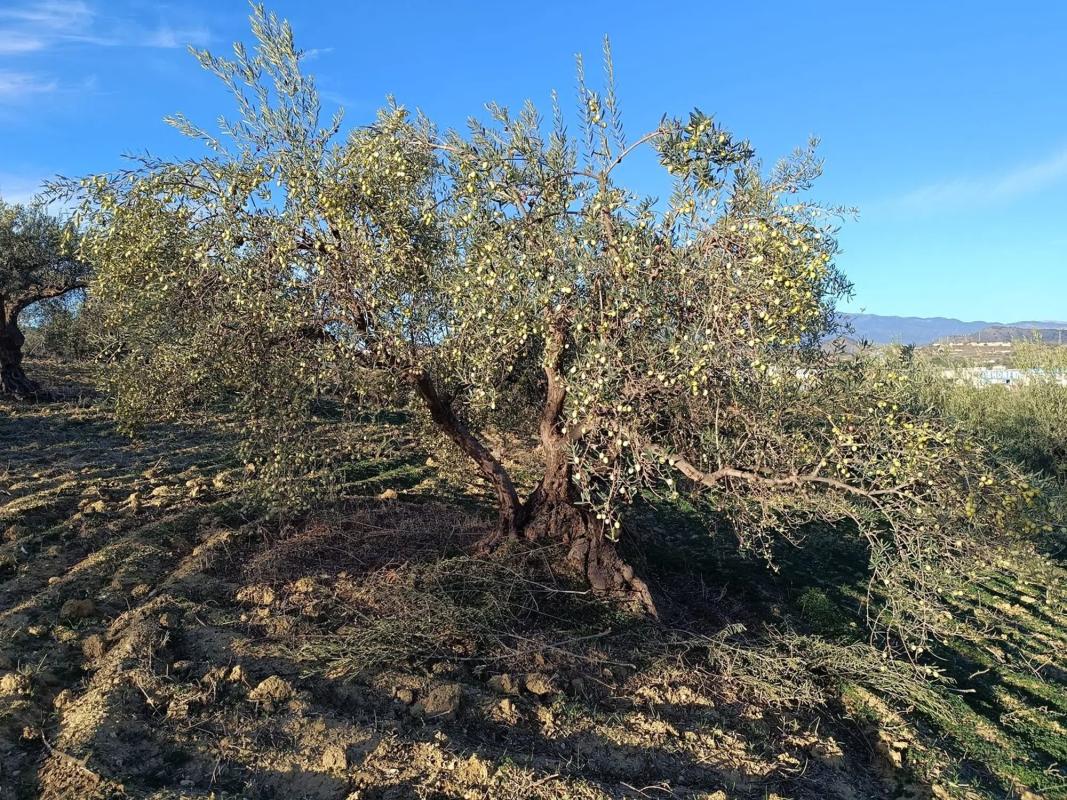 Участок земли на продажу в Коин, Малага photo 4