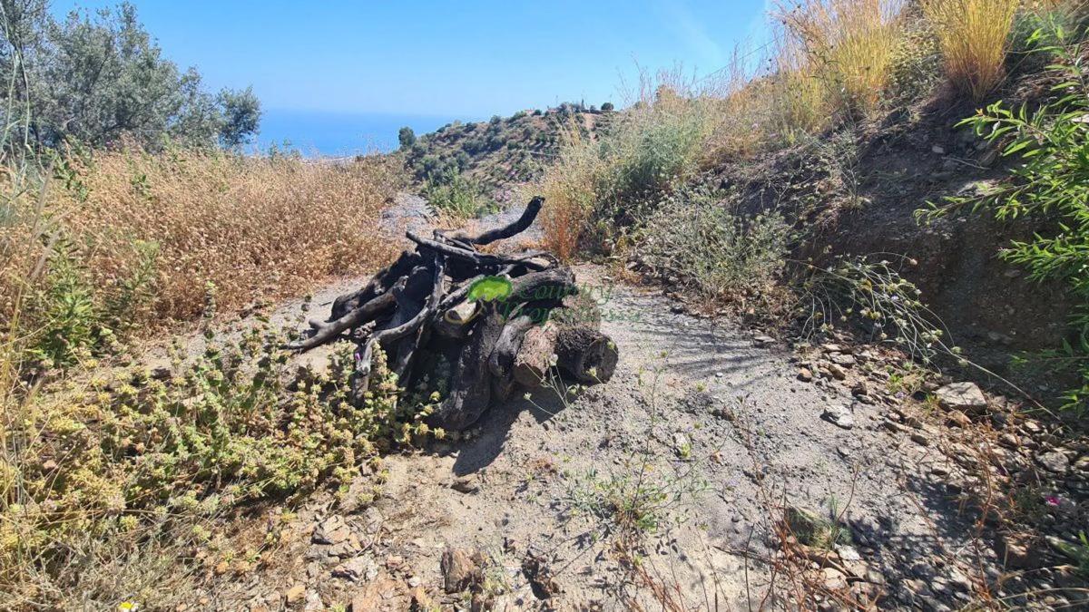 Terreno en venta en Sayalonga, Malaga photo 4