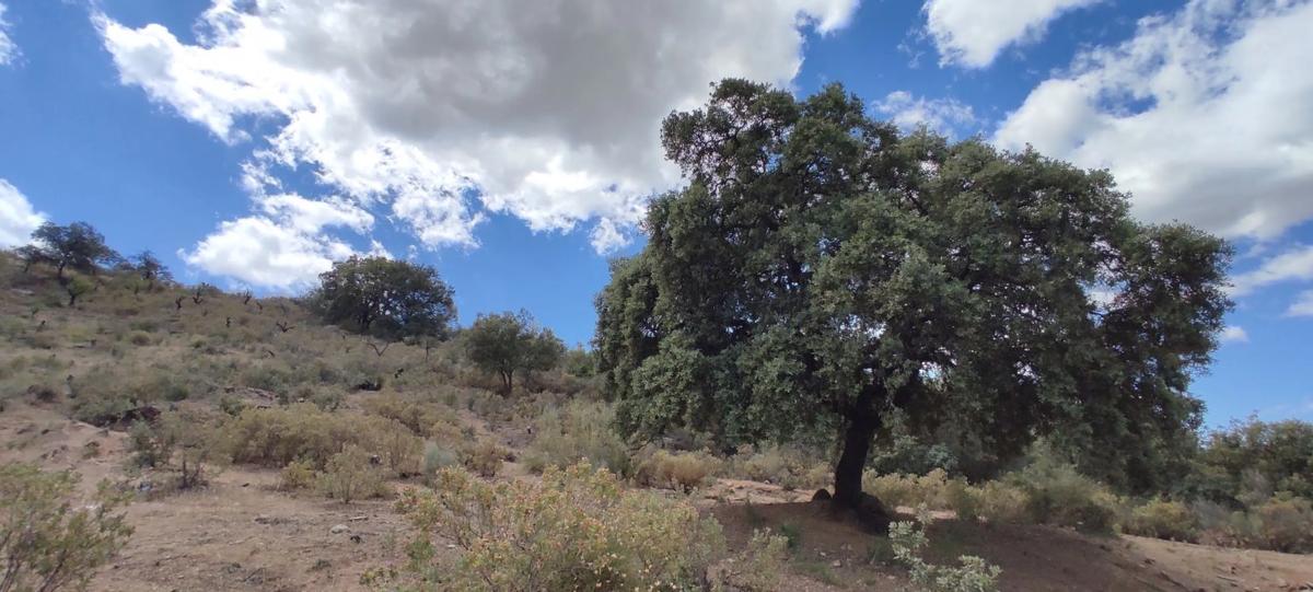 Działka na sprzedaż w Moneta, Malaga photo 3