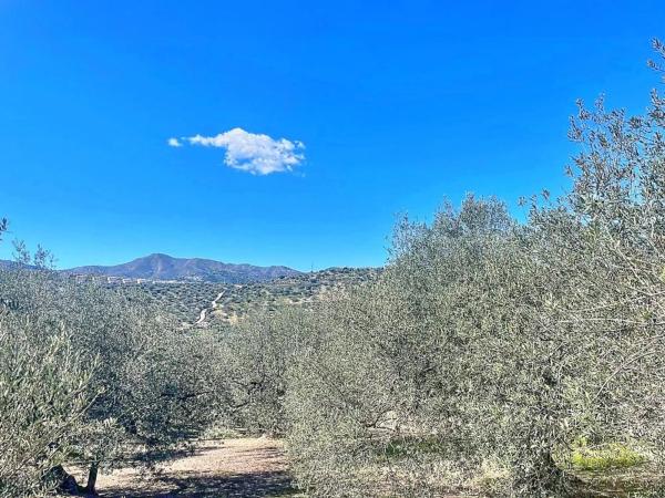 Terreno en Viñuela thumbnail 1