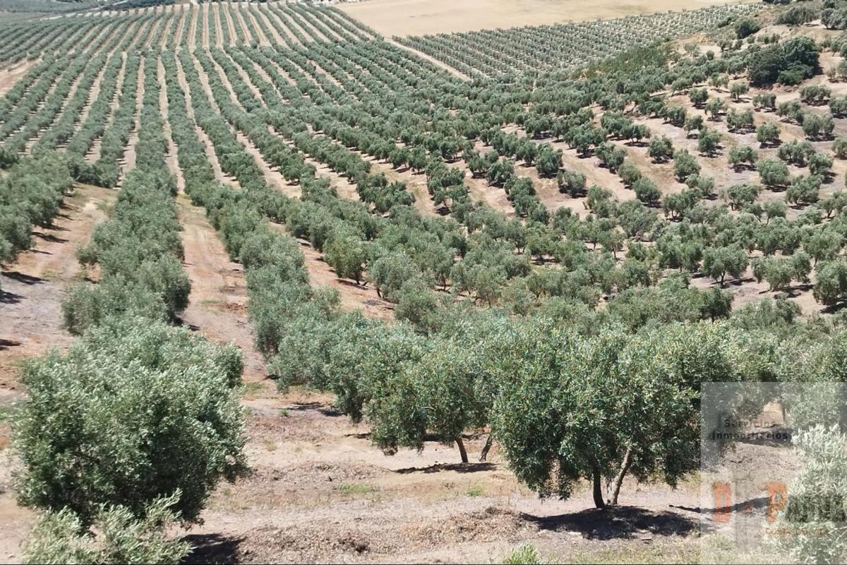 Terreno en venta en Campillos, Malaga photo 1