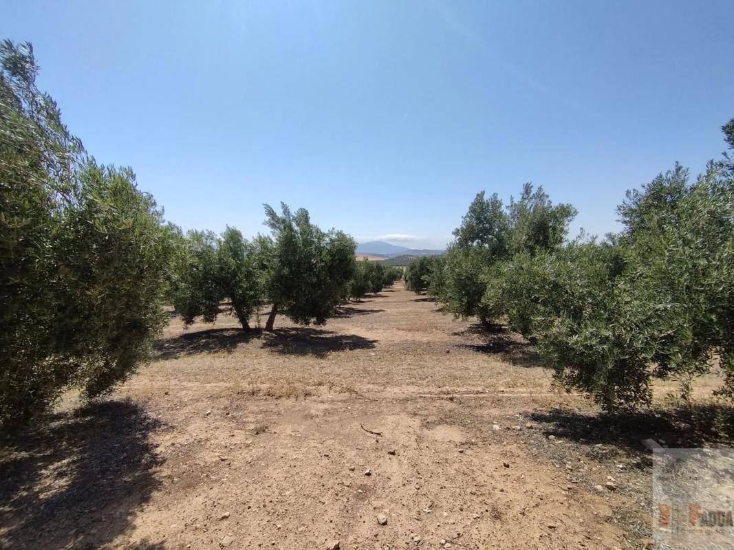 Terreno en venta en Campillos, Malaga photo 5