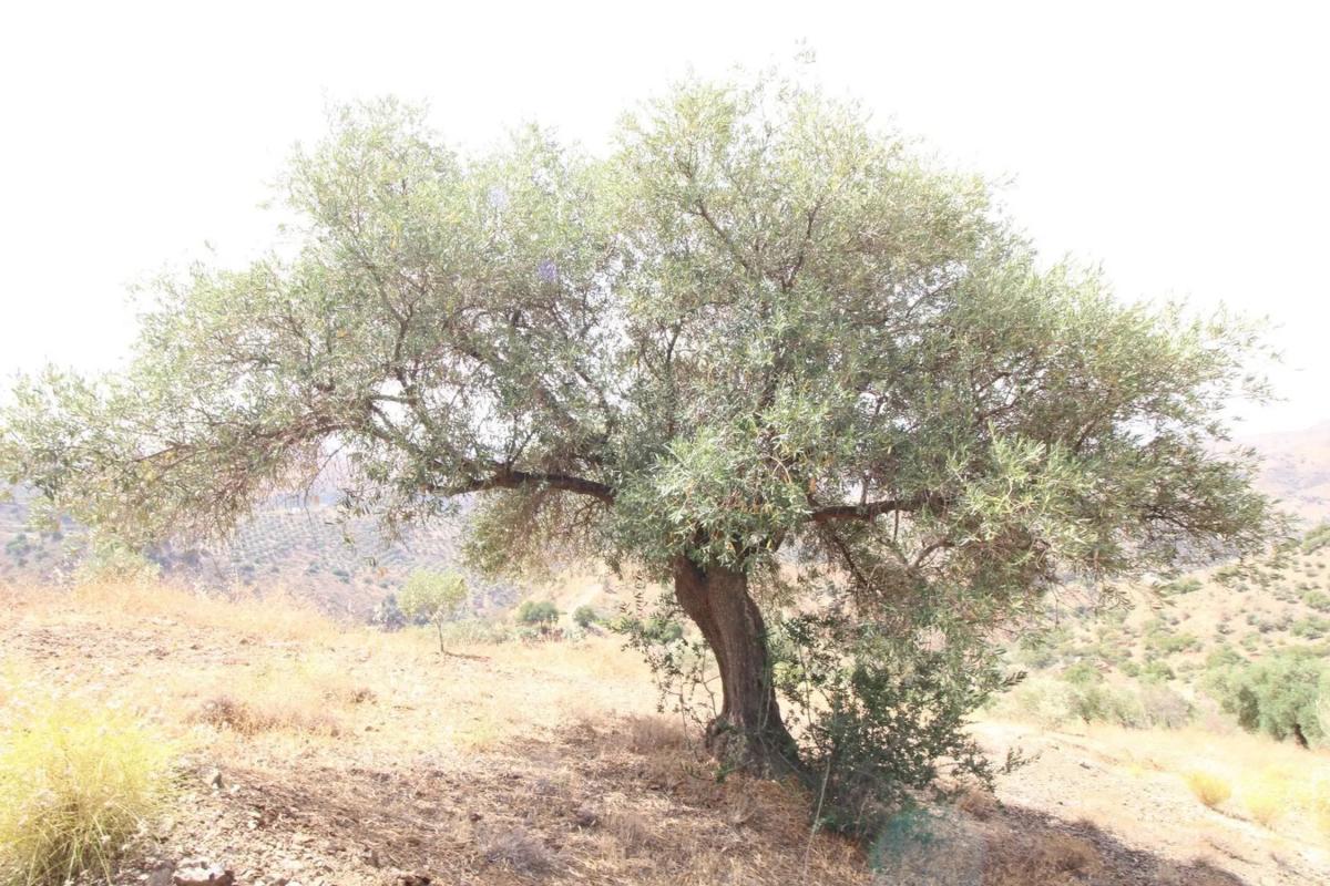 Terreno en venta en Almogía, Malaga photo 2