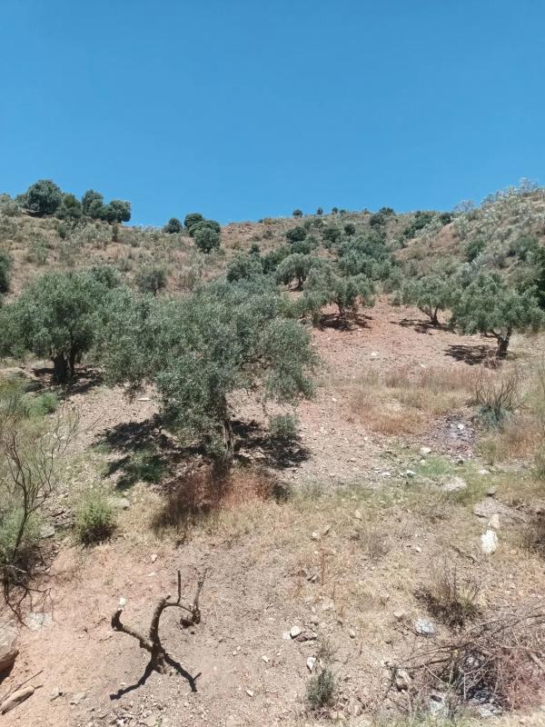 Land for sale in Moclinejo, Malaga photo 1