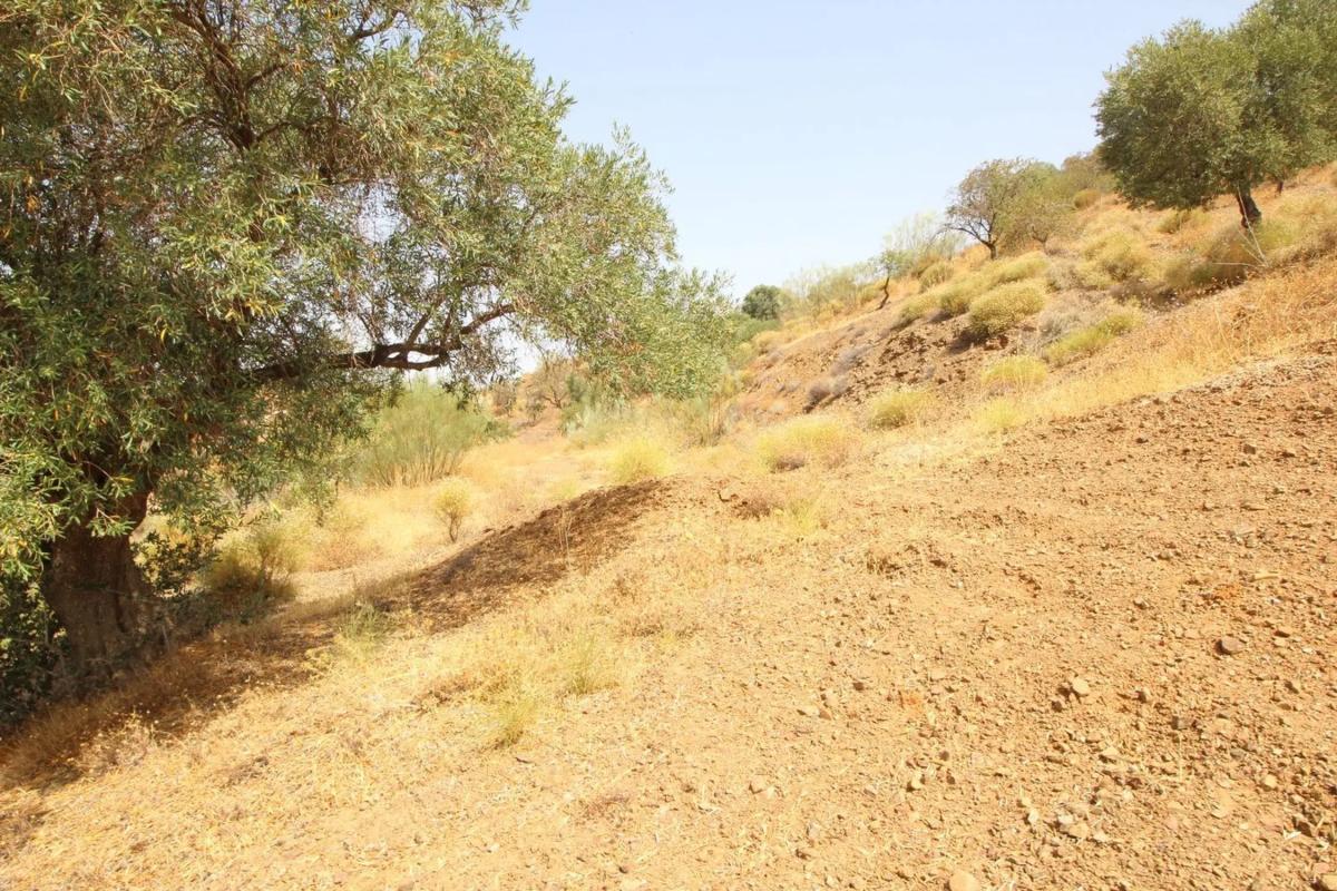 Terreno en venta en Almogía, Malaga photo 3