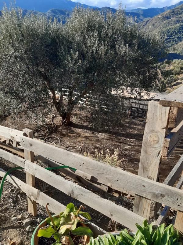 Działka na sprzedaż w Istan, Malaga photo 3