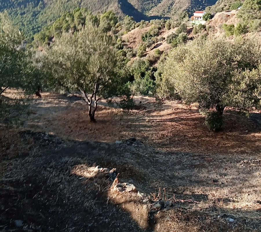 Działka na sprzedaż w Istan, Malaga photo 4