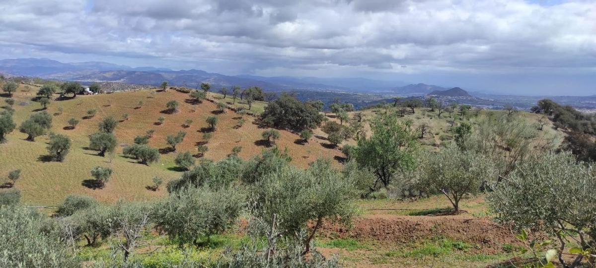 Land for sale in Coin, Malaga photo 1