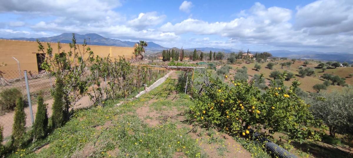 Land for sale in Coin, Malaga photo 3