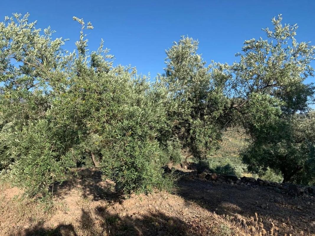 Terreno en venta en Cutar, Malaga photo 2
