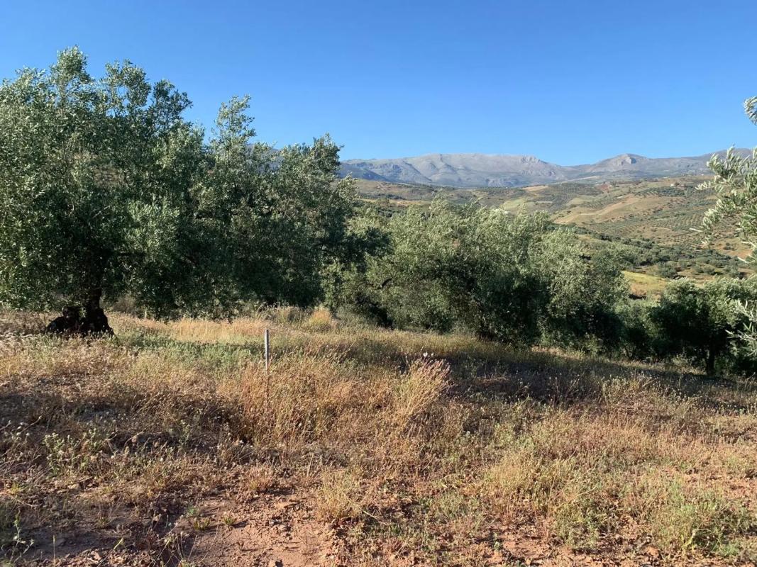 Terreno en venta en Cutar, Malaga photo 3