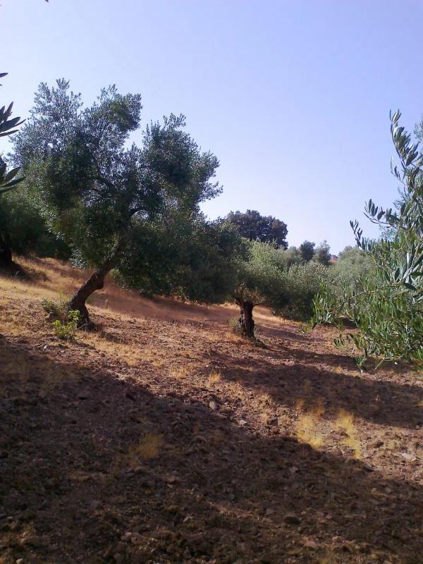 Land for sale in Atajate, Malaga photo 3