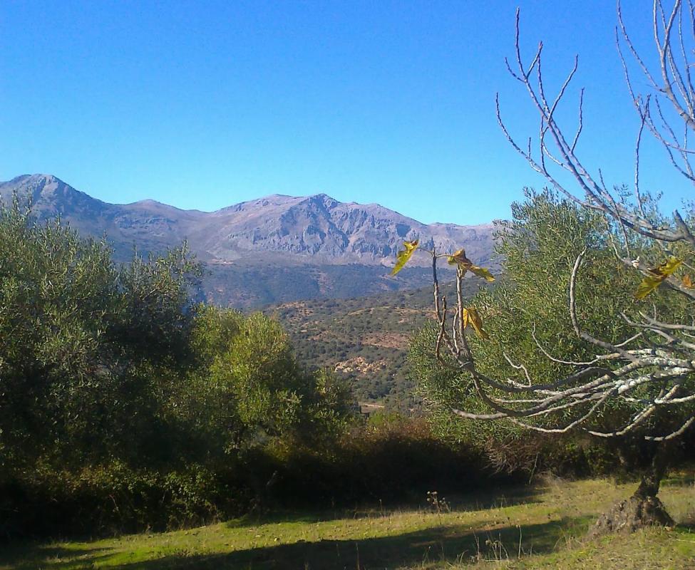 Land for sale in Atajate, Malaga photo 4