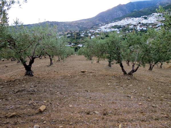 Terreno en camino De Casarabonela a Alora photo 2