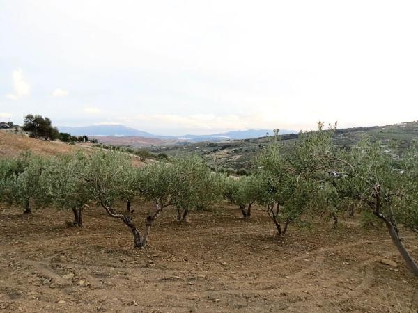 Terreno en camino De Casarabonela a Alora photo 4