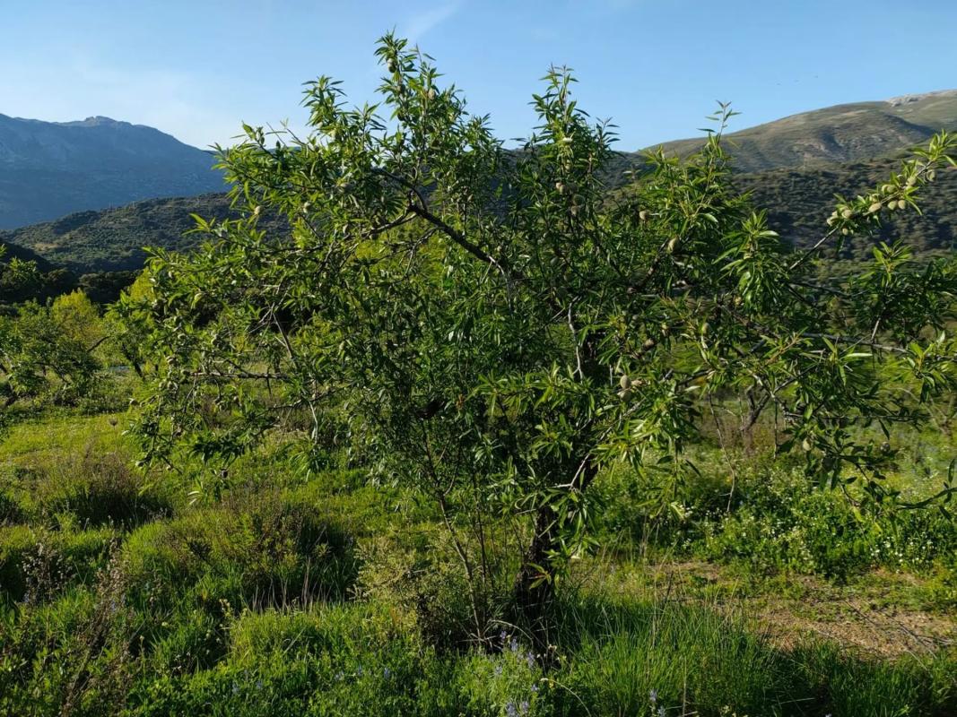 Działka na sprzedaż w Atajate, Malaga photo 1