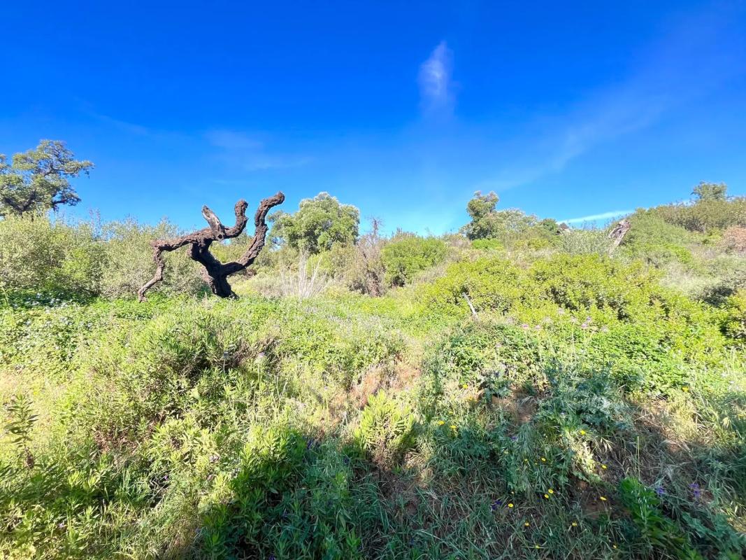 Land for sale in Mijas, Malaga photo 3