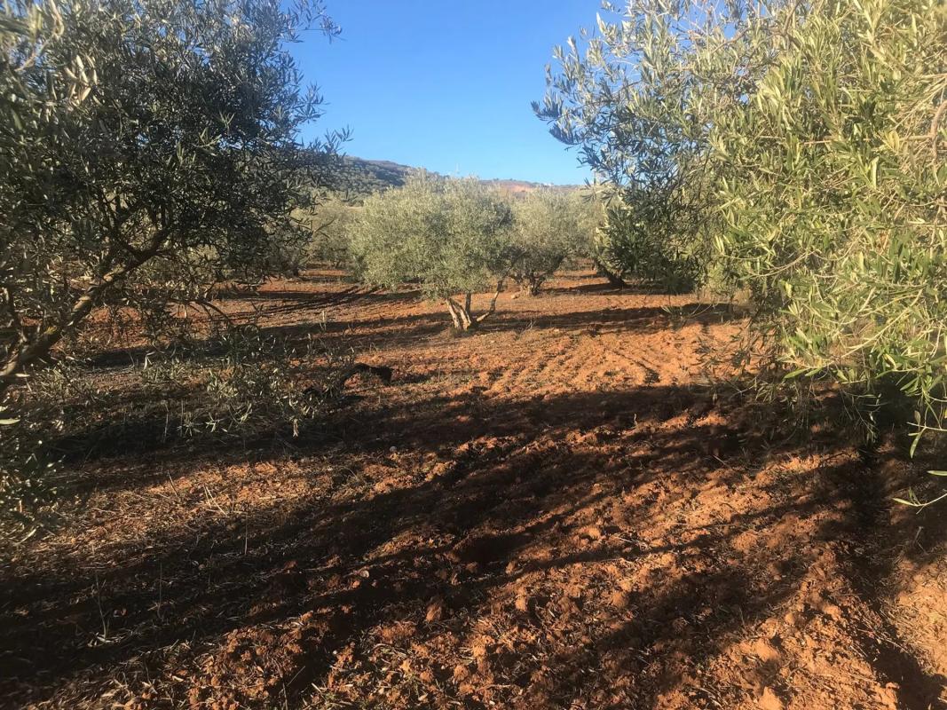 Land for sale in Antequera, Malaga photo 1